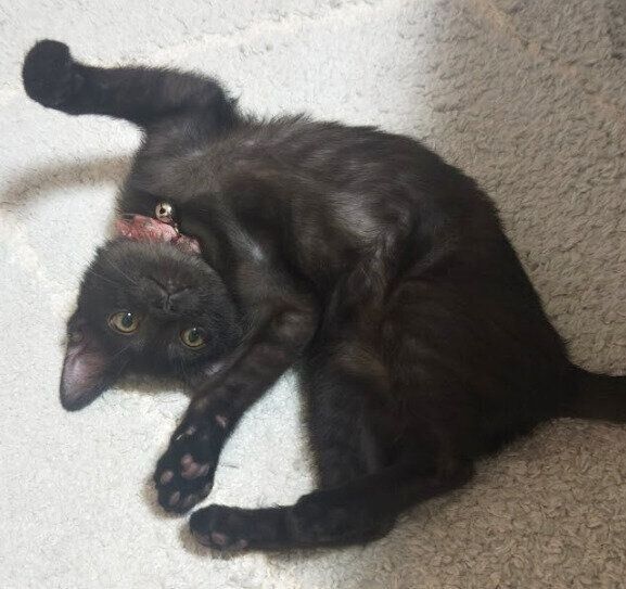 おなかを見せている猫