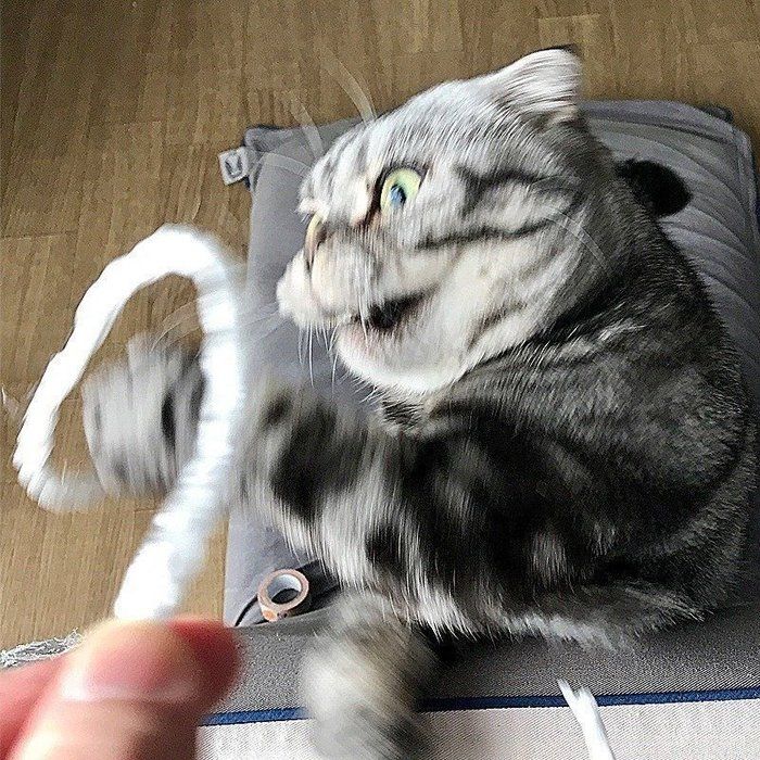 @tacos_cat