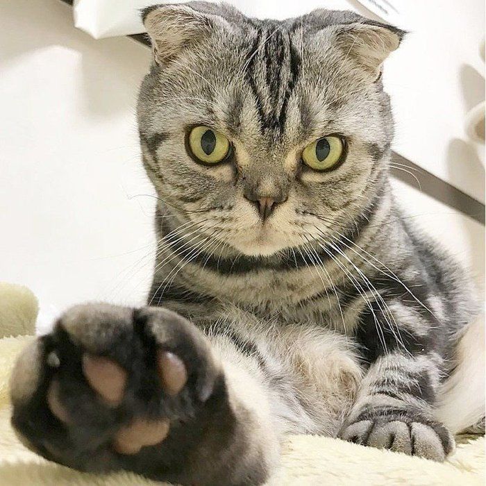 @tacos_cat