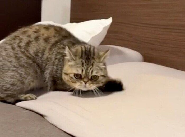枕をホリホリしようとするジロくん
