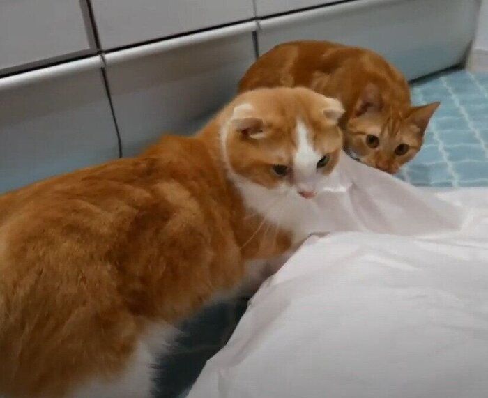 紙で遊ぶ猫ズ