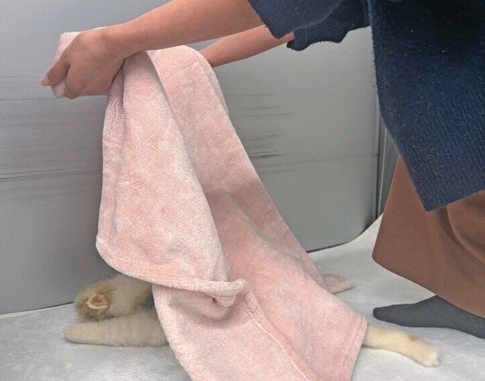 猫の頭側から布をかけて