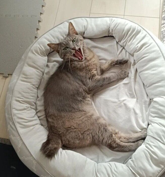 大きく口を開けている猫