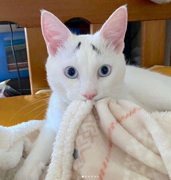 見つめるまろちゃん