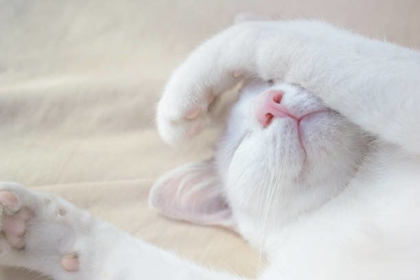 静かなベッドの上で眠っているかわいい白猫