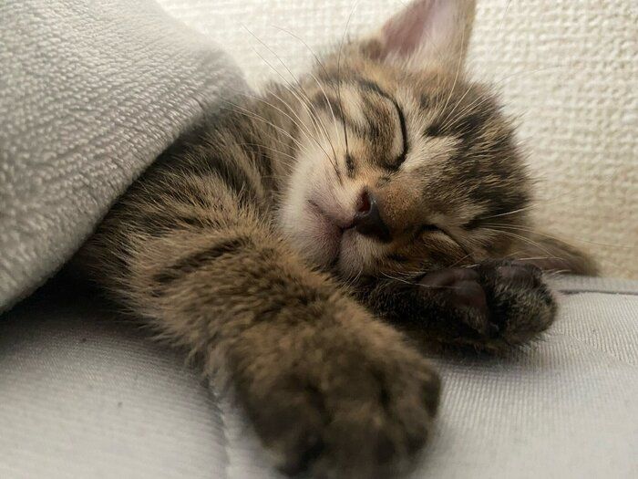眠っている生後1カ月の猫