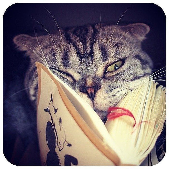 @tacos_cat