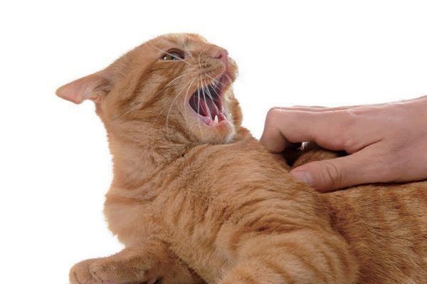 怒る猫