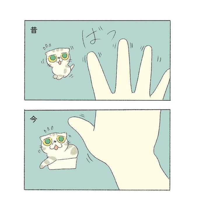 @tacos_cat