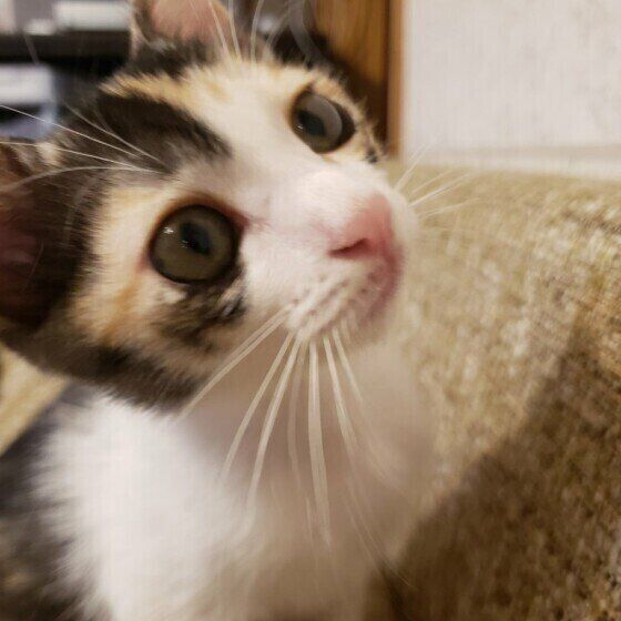 見つめる猫