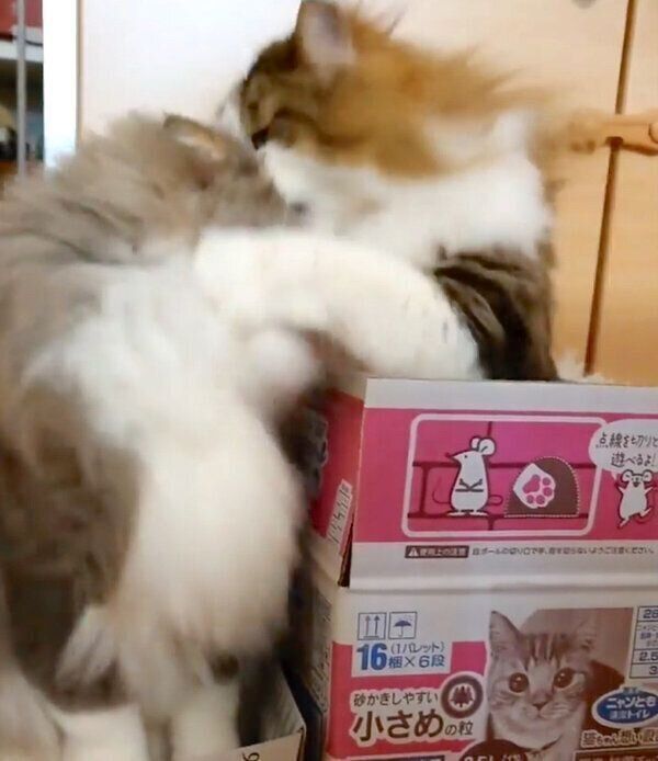 虎蒼くんに猫パンチをする虎鉄くん