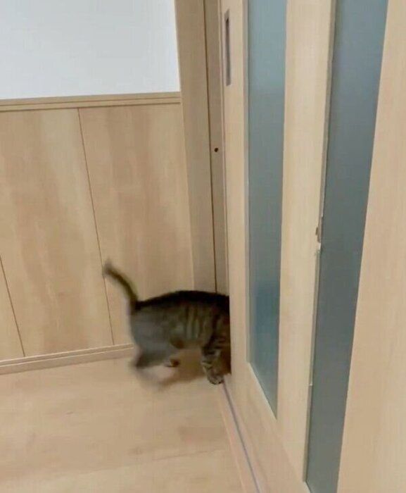 「施術室」に入りたい小豆ちゃん