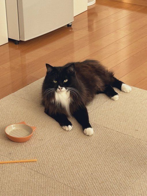 床でくつろぐ猫