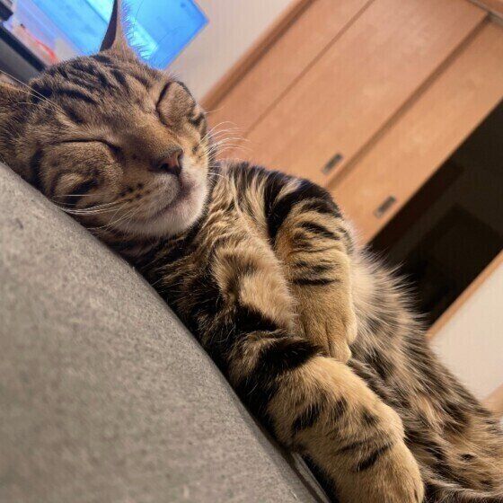 ぐっすり眠るマンチカン