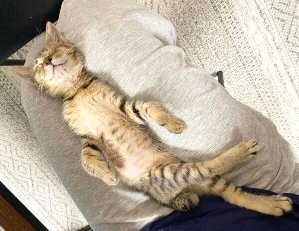 気持ちよさそうに眠るセンさん