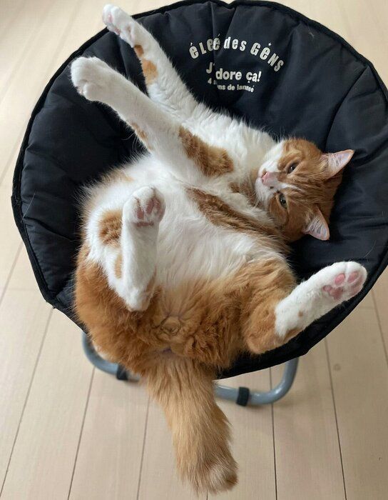 くつろぐむぎくん