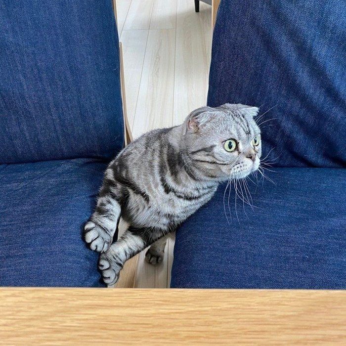 @tacos_cat