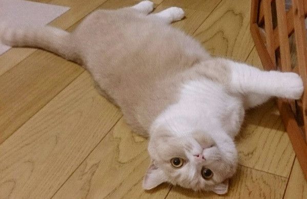 見つめる猫