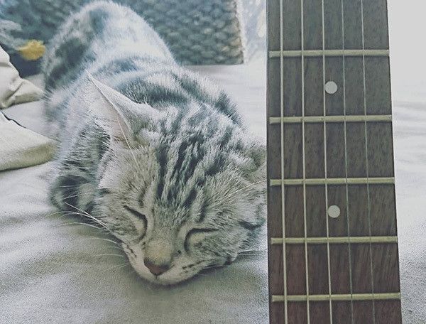 ギターと猫