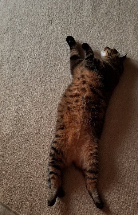へそ天する猫