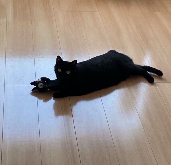 ぬいぐるみを抱えるあさりちゃん