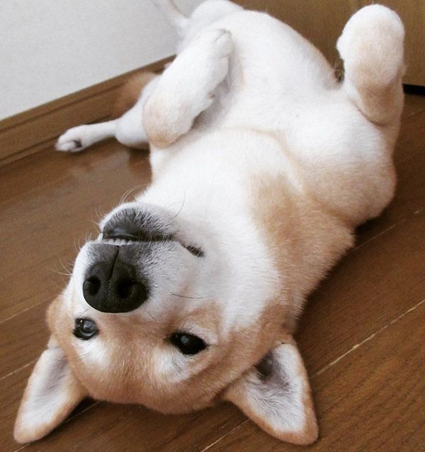 柴犬のうららちゃん