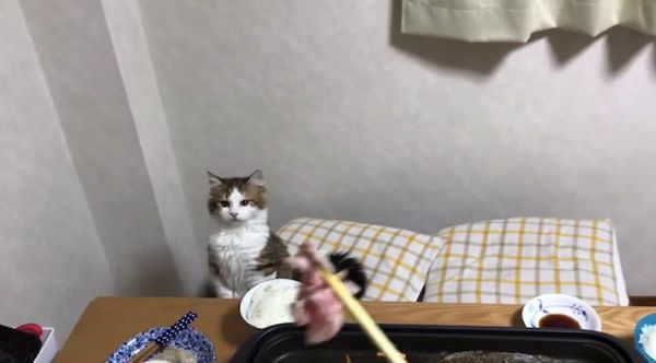 お肉が気になる猫
