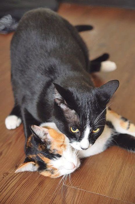 性衝動でストレスを受ける猫