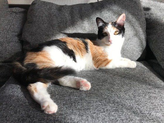 くつろぐ猫