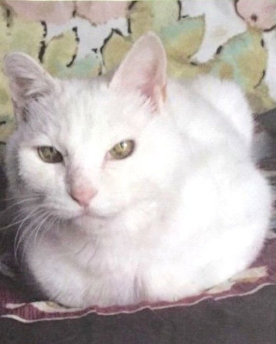 先代猫・コネちゃん