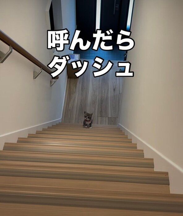 飼い主さんに名前を呼ばれて振り返ったメロンちゃん