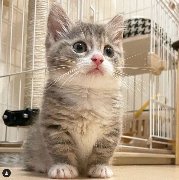 793　専用確認中です！　　子猫の写真とビーズ3個セット Amazon | ミユキ(MIYUKI) ビーズキット 子猫ちゃんツインズ No