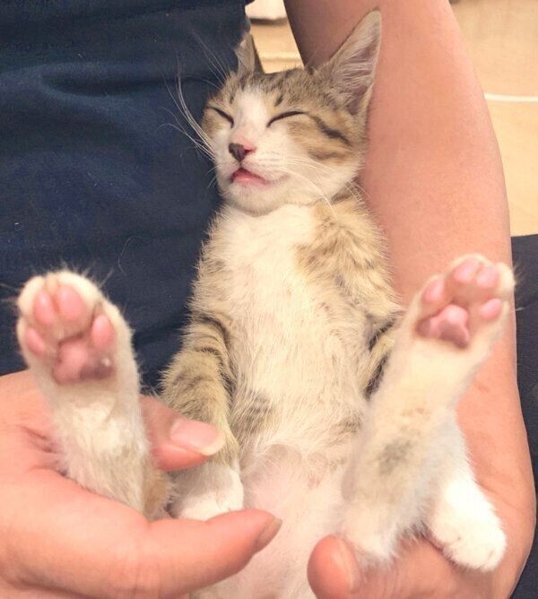 家に来て2日目のあめくん