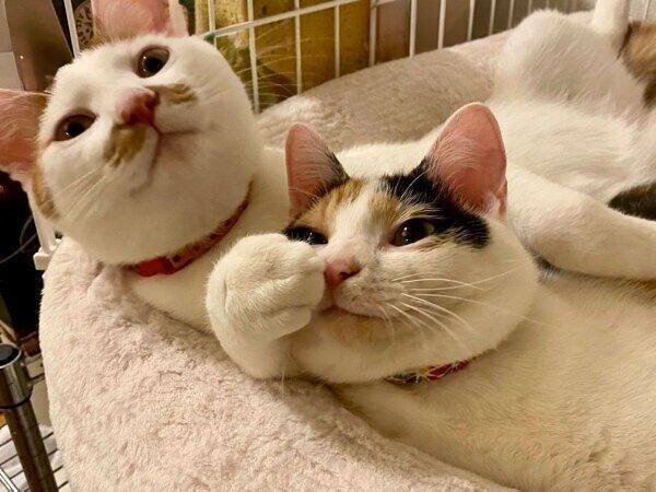 立派に成長したニケちゃんとポッケくん