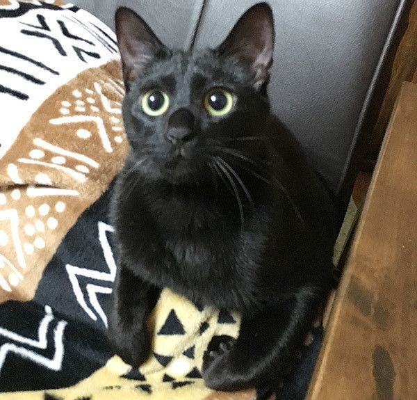 見つめる黒猫