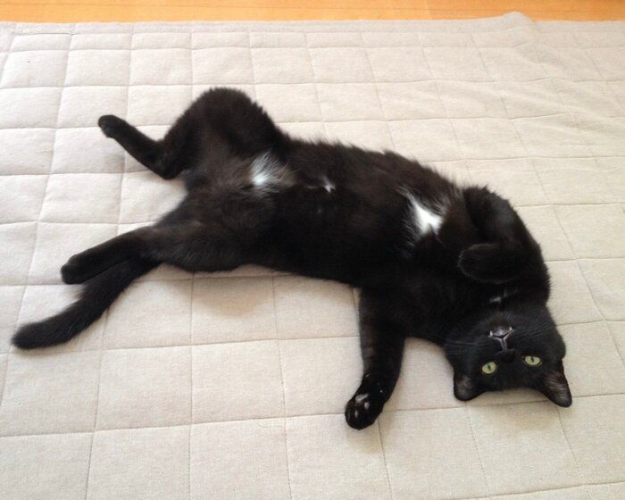 部屋の真ん中で“ヘソ天”している猫