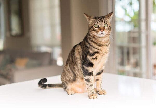見つめる猫