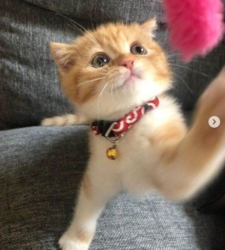 ピンクのじゃらしで遊ぶ鈴をつけた子猫