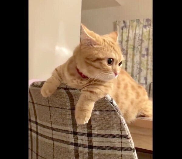 雷を警戒するぷてぃこちゃん