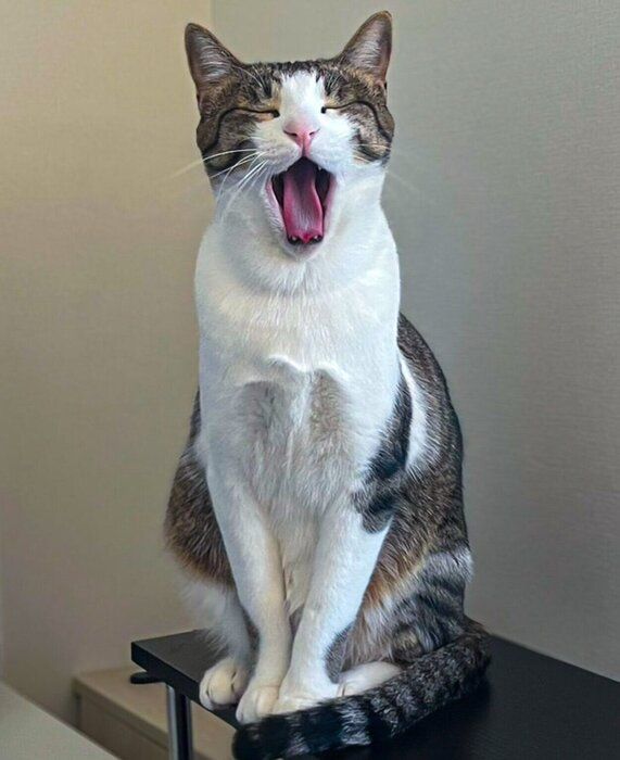 大あくびをする杏忍くん