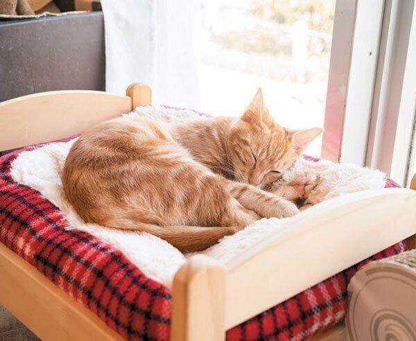 眠る猫