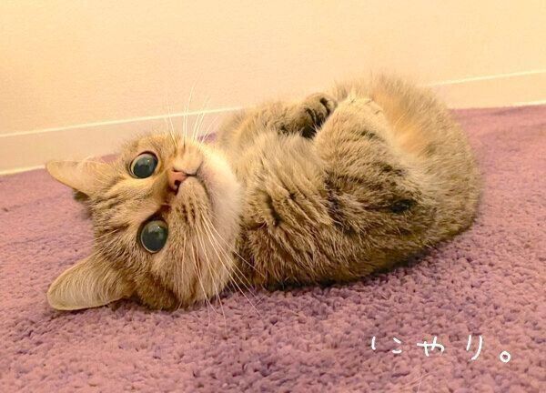 寝転がるきなこちゃん
