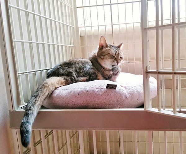 猫のケージにまつわる不安や疑問