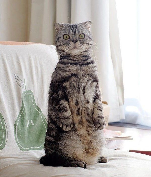 @tacos_cat