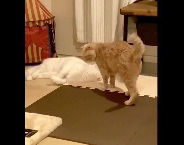 むくちゃんに近づくもろみちゃん