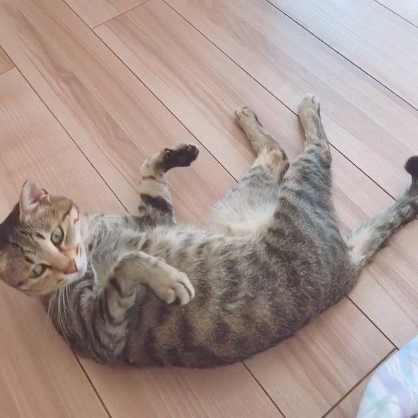 もっとナデナデしてほしいMugiくん