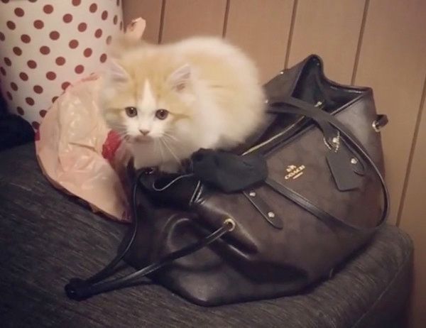 かばんを漁る猫