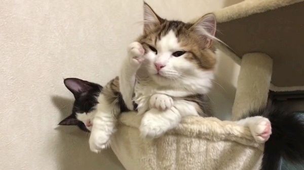 眠る2匹の猫