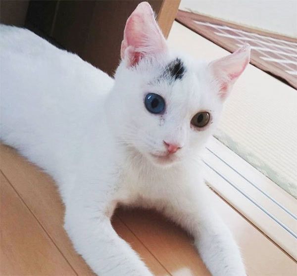 前を向く猫