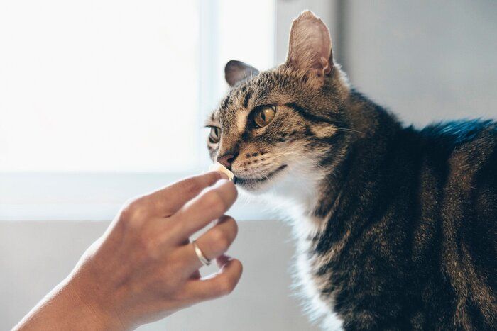 おやつ中のねこ